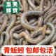竹將活體青蚯蚓活餌鮮活特大黑蚯蚓釣黃鱔餌料臭蚯蚓釣魚(yú)昂刺誘餌 半斤蚯蚓