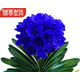七抒新款【精品推薦】君子蘭花君子蘭盆栽君子蘭苗四季常青植物蝴蝶蘭 南非[深海藍] 12片葉子以上[3個(gè)月開(kāi)花]