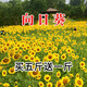 簡(jiǎn)雪花卉種子花籽四季種易活四季開(kāi)花室外鮮花盆栽種植庭院室內多年生 向日葵種子1斤