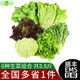 綠食者 生菜沙拉組合3.5斤 球生菜綠葉紅葉生菜苦菊奶油生菜 輕食蔬菜