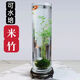 觀音竹水培帶根米竹盆栽微景觀魚缸 苔蘚球+（防爆瓶高50寬15） 最少30cm高