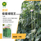 京研豆角種子長豇豆無筋架豆九粒白不老扁豆四季豆農(nóng)科院易種蔬菜籽孑 俊星綠冠王中熟豇豆 50粒
