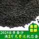 漫汐蠶沙枕頭兒童蠶砂枕芯25年春季1齡散裝蠶沙蠶屎嬰兒枕芯創(chuàng)意 30x50cm細沙 5斤