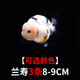 金魚(yú)（Jinyu）【精品高質(zhì)】蘭壽金魚(yú)淡水錦鯉觀(guān)賞魚(yú)國粹耐活好養 蘭壽3條8-9CM【可選顏色】