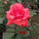 八目尚賞花大花月季花苗綠植嫁接四季好養(yǎng)歐月庭院陽(yáng)臺(tái)盆栽花卉好養(yǎng)活 緋扇 月季小苗 不含盆