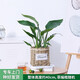 綠韻花田【兩小時(shí)達】網(wǎng)紅天堂鳥(niǎo)盆栽大型室內綠植物客廳辦公室喬遷植物 天堂鳥(niǎo)C款