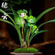 皇冠能（HUANGGUANNENG）花期帶花苞四季蘭濃香型猴面名貴花卉蘭花大全四季開(kāi)花室內 綠云 10苗連體帶軟膠袋原盆土
