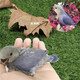 雛鳥(niǎo)活鳥(niǎo)虎皮小鸚鵡半毛手養鳥(niǎo)紫羅蘭牡丹黃桃玄風(fēng)雛幼鳥(niǎo)小鳥(niǎo)活體 雛鳥(niǎo)紫羅蘭1只
