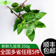 綠食者新鮮九層塔250g 魚香草金不換 西餐三杯雞冬陰功燙香料調(diào)料蔬菜 250g