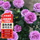 蘇墨的墨灌木灌木月季花苗特大花盆栽薔薇 藍色風(fēng)暴 40cm左右原盆源頭直發(fā)