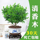 想開(kāi)正宗清香胡椒木盆栽防驅蚊草植物好養室內花卉綠植樹(shù)苗盆景 清香木+青花617+接水底座