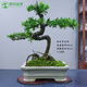 潮裕盆景高端羅漢松造型地景樹(shù)室內植物庭院迎客松真樹(shù)老樁客廳辦公室盆景 精品羅漢松2 帶盆栽好