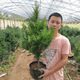 耐寒正宗東北紅豆杉樹(shù)苗大樹(shù)綠植花卉盆栽盆景植物室內好養紅 7年_紅豆杉_60-80cm單株_備 帶盆栽好