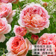 耐寒薔薇花苗爬藤四季開花室內(nèi)盆栽室外藤本月季玫瑰花卉易活植物 亞伯拉罕 灌木 精品花苗 不含盆