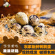保衛蛋蛋鵪鶉蛋新鮮 火鍋食材 營(yíng)養 寶寶蛋 保衛蛋蛋中秋送禮 100枚