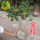 種花迷四季桂樹苗盆栽 桂花盆景 庭院綠化 桂花樹苗 桂花苗 當(dāng)年開花 金桂 三年苗0.5cm粗(實生苗)