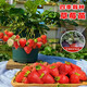 語安奶油草莓苗盆栽四季開花結(jié)果室內(nèi)外花卉盆栽食用四季草莓苗秧子 奶油(12棵裝)+1包肥料