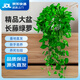 雙盟綠蘿盆栽除甲醛花卉綠植辦公室新房凈化空氣160白2盆源頭直發(fā)