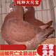 芊姹元寶鴿子特大一對超大體巨型鴿子活一對大型肉鴿種鴿活體活物幼鴿 優(yōu)質(zhì)紅色元寶青年一對