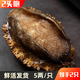 2頭鮑魚(yú)鮮活 大連福建皇金鮑特大鮑魚(yú) 鮮活發(fā)貨 1斤 包鮮保肥 【稀有2.5頭鮑】單只4兩，共2只
