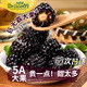 果蜜美黑莓鮮果新鮮水果覆盆子稀有熱帶黑樹(shù)莓2當季整箱桑葚順豐 2盒特大果 125g/盒順豐冷運