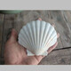 藍海精靈天然超大貝殼 獅爪貝 白色大貝殼地中海風(fēng)格酒吧柜臺裝飾道具魚(yú)缸 凹型 白色大扇貝8-10cm
