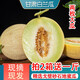 甘百薈甘肅戈壁白蘭瓜蘭州網(wǎng)紋銀蒂蜜瓜旱砂甜民勤瓜州新鮮水果現(xiàn)摘現(xiàn)發(fā)