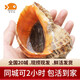 喵和漁鮮活大海螺 新鮮貝類(lèi)螺類(lèi)小海螺 鮮活海鮮 大號海螺 （2斤  6-10只）