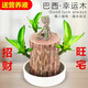 一名花匠巴西木幸運(yùn)水養(yǎng)植物小辦公室內(nèi)桌面格魯特四季樹(shù)樁水培綠植 巴西木(5cm)+陶瓷盆