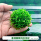 森淵（SENYUAN）魚缸懶人莫斯水草造景沉木大三角美鳳尾垂淚沉水莫絲懸浮半球陰性 垂淚莫斯半球-小號