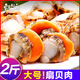 東上御品 山東 鮮剝冷凍帶黃大號扇貝肉 【30-50粒/斤】?jì)糁?1000g 帶黃帶膏