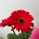 物鮮仙子 非洲菊盆栽扶郎花太陽(yáng)花重瓣多年生帶花苞家居室內外鮮花植物 大紅色原土原盆