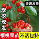 正宗車(chē)厘子樹(shù)苗四川櫻桃樹(shù)苗果樹(shù)苗盆栽地栽北方南方種植大櫻桃苗 紅妃 4年嫁接苗