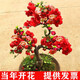 語安長壽冠海棠盆栽盆景梅花樹樁重瓣紅花海棠花紅梅樹苗耐寒植物 10年長壽冠海棠當年開花
