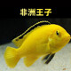 水財神三湖慈鯛活體馬鯛巖棲魚(yú)合集寵物魚(yú)淡水熱帶魚(yú)觀(guān)賞魚(yú)活體 非洲王子7-8cm1條裝 鯛魚(yú)