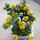 旭力金華佛手苗佛手橘室內觀(guān)果植物花卉盆景盆栽植物佛手苗 5年苗 30cm(含)-40cm(不含)