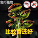 食人花捕蠅草盆栽食肉植物驅(qū)蚊草捕蚊草豬籠草茅膏菜室內(nèi)好養(yǎng)綠植 (食肉植物)-大嘴-抓蒼蠅蚊子