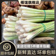 槿饈新鮮香茅草500g 檸檬草西餐香料冬陰功湯食材料 500g
