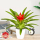 蝴蝶之舞 鴻運當頭盆栽好養花卉小紅星水培植物鳳梨花苗室內大型綠植盆景 鴻運當頭(懶人盆) 含盆