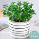 意軒金魚花吊蘭杜鵑花盆栽花卉室內(nèi)綠植辦公室盆栽盆景綠色植物吊蘭 金魚吊蘭【陶瓷花盆】