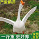 1斤大白鵝活苗大種白鵝苗脫溫四季高產(chǎn)蛋白鵝活體三花鵝包活包郵 脫溫白鵝5只（一斤左右 直接散養）