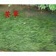 森淵（SENYUAN）魚(yú)塘魚(yú)池水草種子伊樂(lè )藻養魚(yú)蝦草籽種子輪葉黑藻四季凈化水質(zhì) 苦草種子1斤