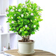 【雅之典】重瓣茉莉花盆栽室內觀花植物四季好養(yǎng)帶花苞開花不斷綠植 茉莉花6年苗【仿陶盆】 好養(yǎng)活
