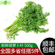 綠食者新鮮胡蘿卜葉子500g 蘿卜葉 胡蘿卜纓子 新鮮蔬菜胡蘿卜葉