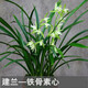 聽(tīng)雪樓蘭花建蘭鐵骨素心盆栽室內(nèi)陽(yáng)臺(tái)桌面觀花植物綠植花卉盆栽h 建蘭-鐵骨素心5-6苗 裸根不含盆
