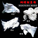 森悠（SARYOR）錦鯉魚(yú)蝴蝶鯉淡水觀(guān)賞魚(yú)中大型活體魚(yú)冷水魚(yú)好養 順豐 （貴妃）白色19-21cm 3條