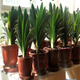 中夢(mèng)四季君子蘭盆栽小苗花卉植物室內(nèi)綠植水培多肉 君子蘭7-10片葉 不含盆