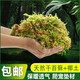 金利佳（Jeneca）爬寵苔蘚棷土烏龜爬蟲冬眠保暖無菌椰磚墊材產(chǎn)卵池場地布景種綠槙 【苔蘚120g】