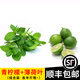 辰實(shí) 薄荷葉【發(fā)順豐】新鮮食用泡水裝飾調酒 鮮薄荷葉 薄荷+青檸檬=500g