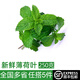 綠食者 新鮮薄荷葉 Mojito調(diào)酒茶飲泡水裝飾可食用薄荷葉香料蔬菜 500g